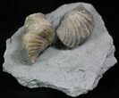 Pair Of Fossil Brachiopods (Platystrophia) - Indiana #25998-3